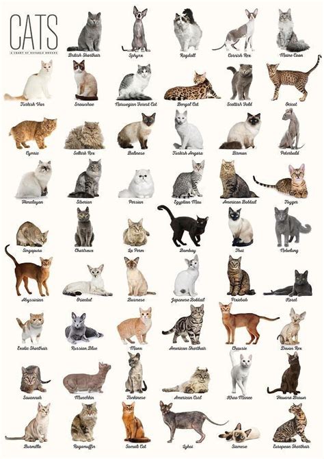 Types Of Cats Cat Breeds Cat Breeds Chart All Cat Breeds