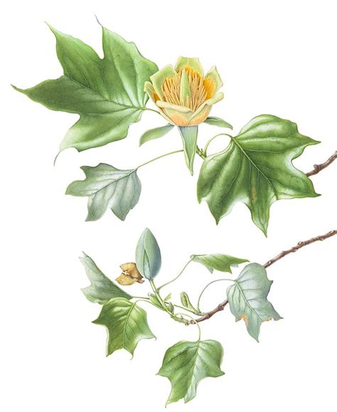 Tulip Tree Flower And Bud Botanical Drawings Tree Sketches