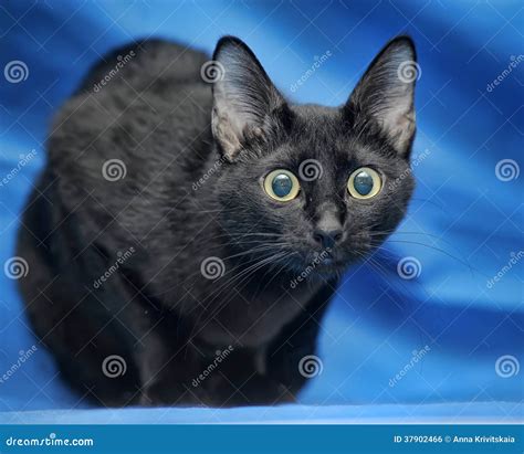 Surprised Black Cat Stock Photo Image Of Coat Paying 37902466