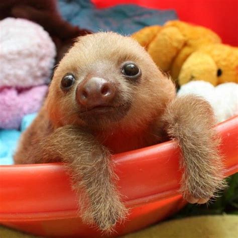 Baby Sloths With Teddy Bears Baby Sloth Cute Baby Sloths Cute Animals