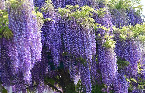 Wisteria is a genus of flowering plants in the pea family, fabaceae, that includes ten species of woody climbing vines native to the eastern united states and to china, korea. Japanese Wisteria | San Diego Zoo Animals & Plants
