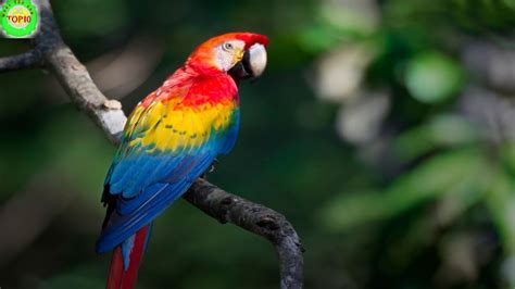 Top 10 Most Beautiful Birds Of Amazon Rainforest Youtube