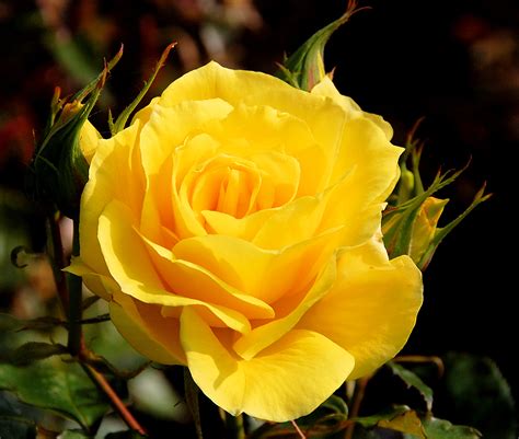 Filea Yellow Rose