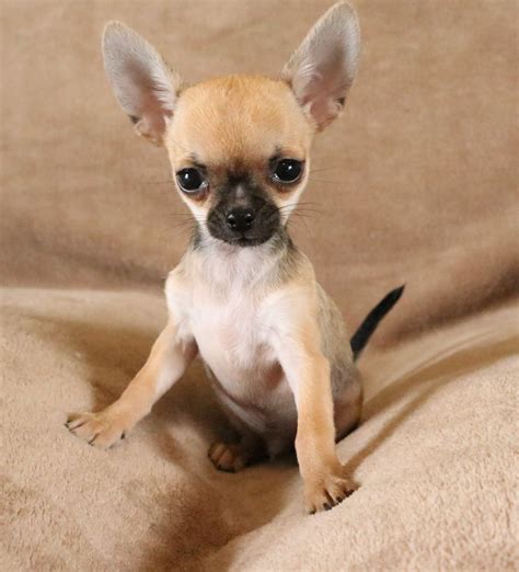 Chihuahua Puppies For Sale Muskogee Ok 328115