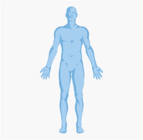 Human Body Transparent Background Free Transparent Clipart Clipartkey