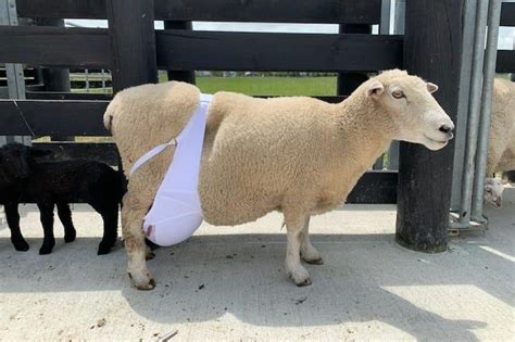 Look Sheep Wears Human Bra To Correct Saggy Udders