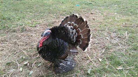 Beautiful Turkey Bird ~tarki Murgi Palon ~ Nice Pet Turkey Animal Youtube