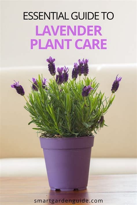 How To Care For Lavender Indoors 9 Essential Tips Artofit