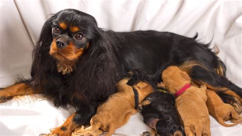 The cavalier king charles spaniel has a coat of silky hair that is medium to long in length. Cavalier King Charles Spaniel - The intelligent Dog Breed ...