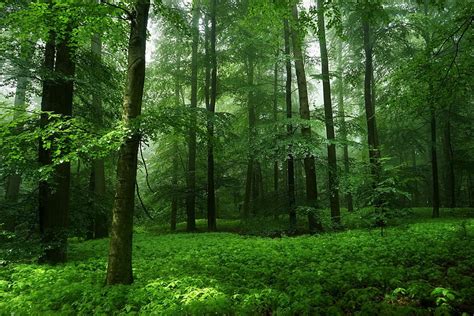 Beautiful Green Forest In Spring Green Trees Nature Forests Spring