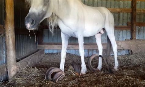 Shocking Video Shows Horse With 3ft Long Twisted Hooves Inside Squalid