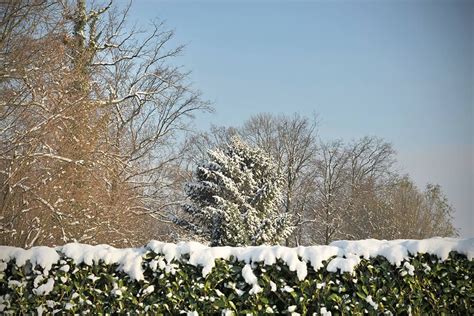 This Snow Covered Hedge Is A Beautiful Addition To Any Winter Yard