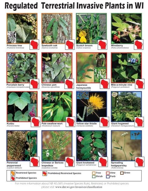 Terrestrial Invasive Plants