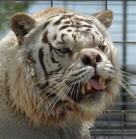For Infromation On How White Tigers Are Created You Can Visit