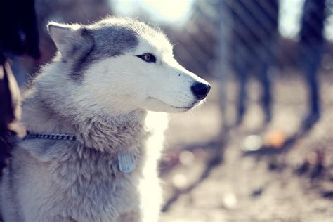 Gray Wolf Siberian Husky Dog Animals Hd Wallpaper Wallpaper Flare