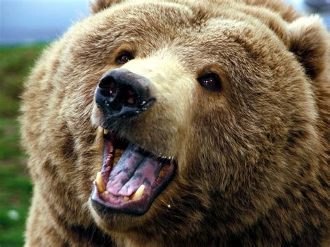 Brown Bear Animals Bears Closeup Hd Wallpaper Wallpaper Flare