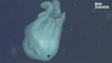 Giant Octopus Devours Jellyfish And Keeps The Tentacles