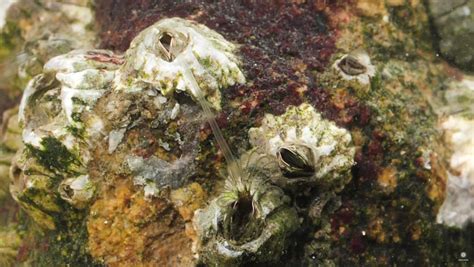 Barnacles Penises Are Eight Times As Long As Their Bodies Nerdist