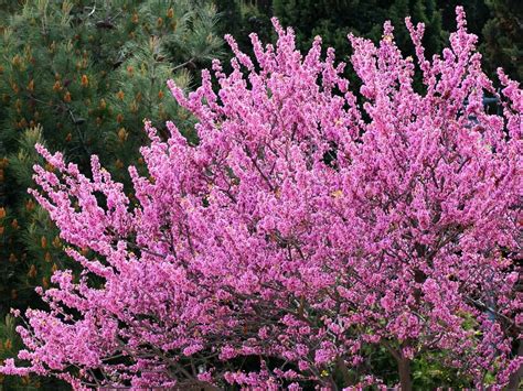 17 Dwarf Trees That Are Perfect For Small Spaces Dwarf Flowering Trees
