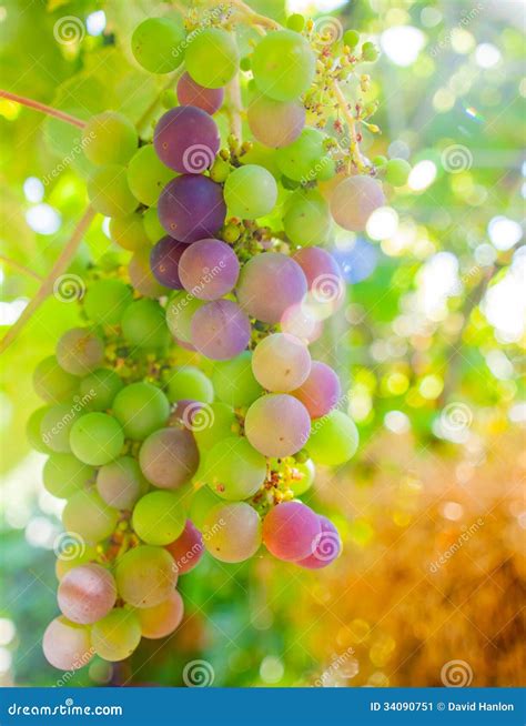 Ripening Grapes On The Vine Stock Image Image Of Harvest Food 34090751