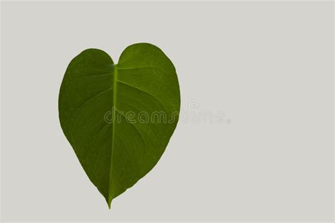 Heart Of Green Monstera Leaves Have Not Blossomed On A White
