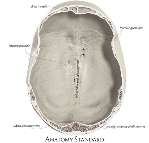 Calvaria The Bottom View Medical Anatomy Human Anatomy Drawing