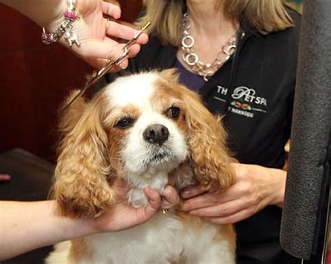 Harrods Enters The World Of Spas With Its First Luxury Spa For Pets