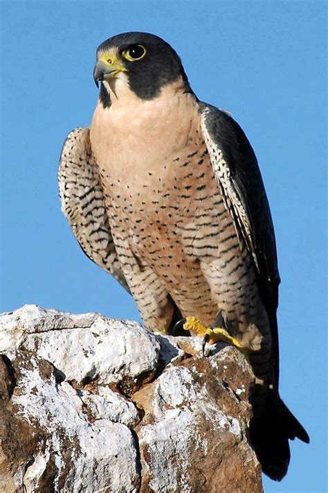 The Peregrine Falcon Birds Peregrine Falcon Birds Of Prey