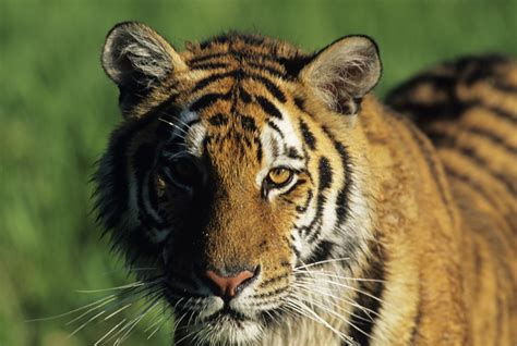 As such, el tigre is what most of the show revolves around. Descripcion Del Tigre En Ingles Para Niños - Actividad del ...