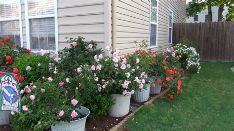 When It Comes Container Rose Size Soil Matters Finegardening