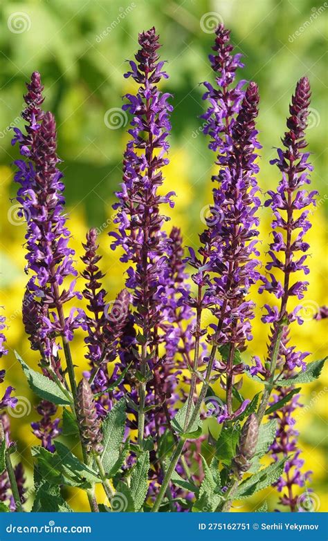 Perennial Sage Plant Flower Stock Image Image Of Herbaceous Plant
