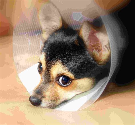Quotes About Sick Dogs Quotesgram