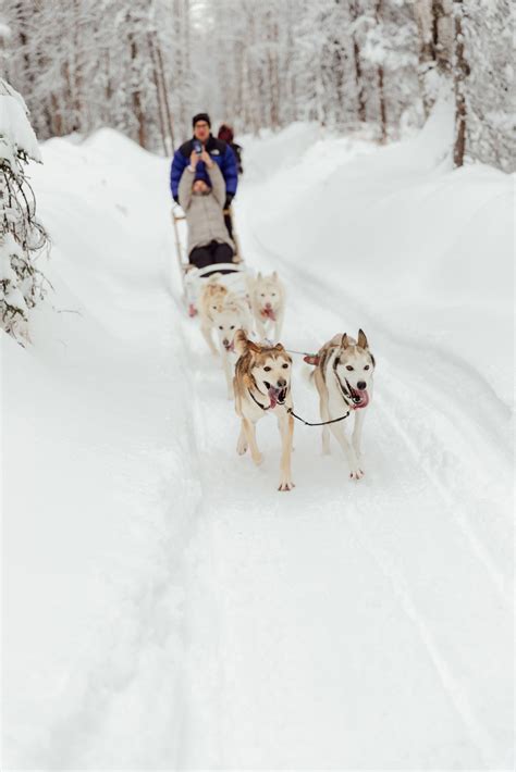 Dog Sledding From Talkeetna In Anchorage Salmon Berry Travel And Tours