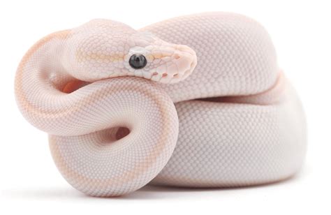 Blue Eyed Lucy Ball Pythons Complete Care Guide Keeping Exotic Pets