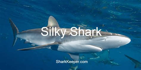 Silky Shark Carcharhinus Falciformis Cool Facts Shark Keeper