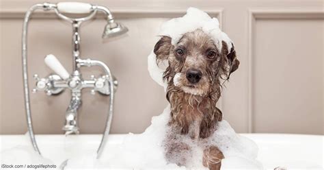 Pour the contents into a plastic bowl. How to Bathe a Dog Easily | What Not to Do During Dog's Bath