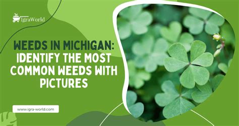 Weeds In Michigan Identify The Most Common Weeds With Pictures Igra