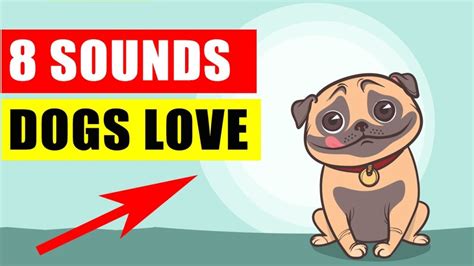 8 Sounds That Dogs Really Love