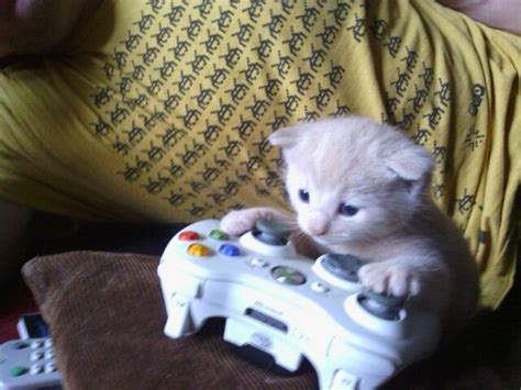 Kitten Chilling With Some Xbox Imgur Gamer Cat Funny Animal