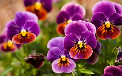 How To Feed Winter Pansies The Telegraph