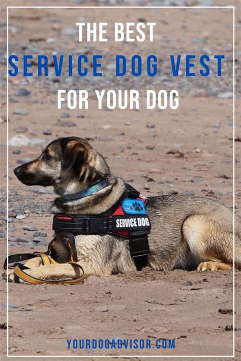 The Best Service Dog Vest For Your Dog Your Dog Advisor