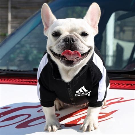 Adidog Dog Bomber Jacket For Dogs Supreme Dog Garage
