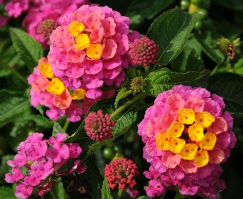 Maybe you would like to learn more about one of these? Pin on Landscaping