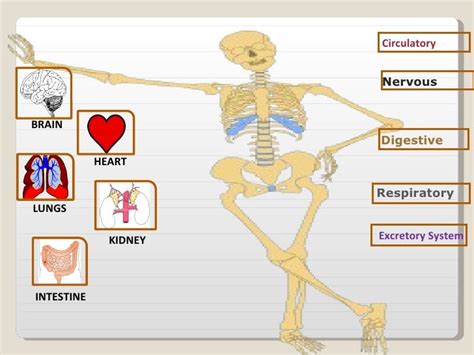Anatomy And Physiology Powerpoint