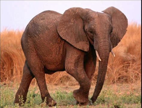 Elephant Elephant Animals Of The World Animals And Pets