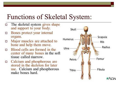 Functions Skeletal System
