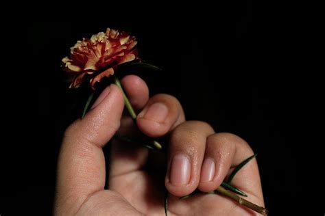 Gambar Tangan Memegang Bunga
