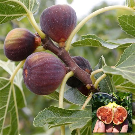 Our beautiful living tree gifts are the perfect present that keeps on giving. Ficus Brown Turkey Fig Fruit Tree | Best Outdoor Plant ...