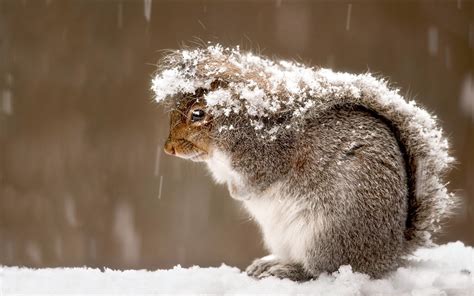 Snow Squirrel Animals Wallpapers Hd Desktop And Mobile