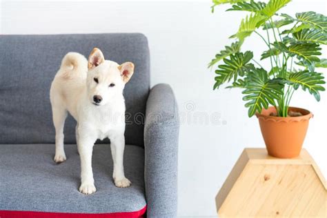 White Shiba Inu Dog Or Hokkaido Inu Dog Standing On The Sofa In The